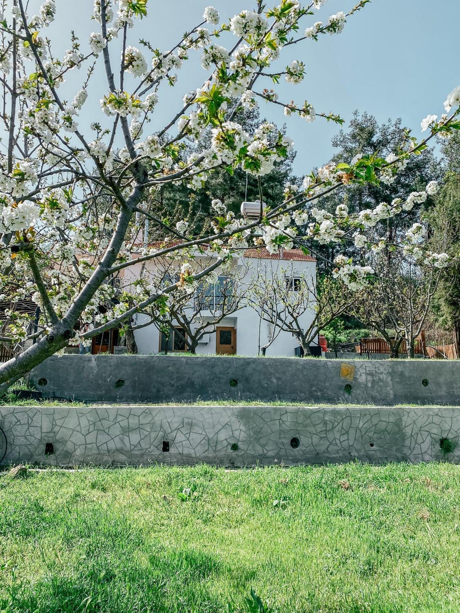Milea Mansion Βίλα Λεμεσός Εξωτερικό φωτογραφία
